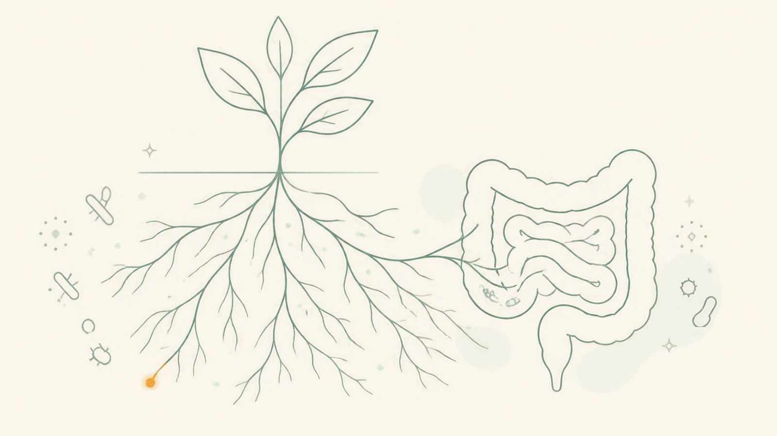 Minimalist line-art illustration of a branching plant root system connected to an intestine shape, symbolizing prebiotic fiber nourishing gut health